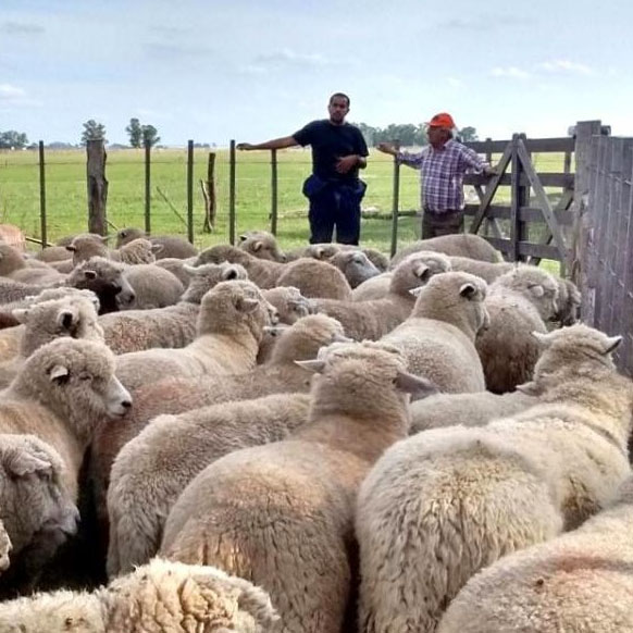 Ovinos: Desarrollo Agrario otorgará créditos de $ 566.800 para proyectos productivos